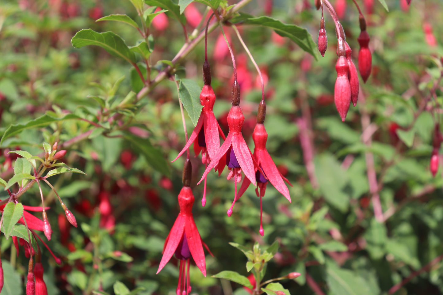 Fuchsia magellanica 2
