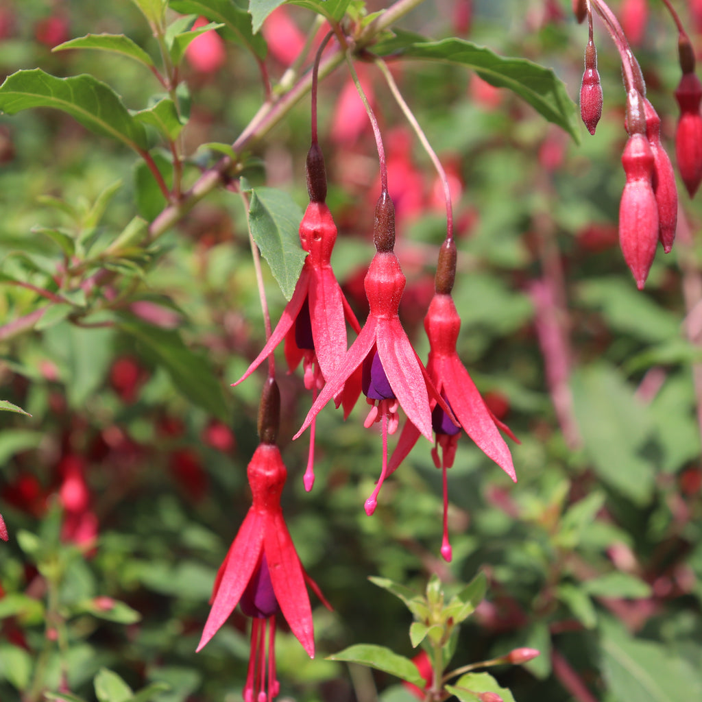Fuchsia magellanica Image