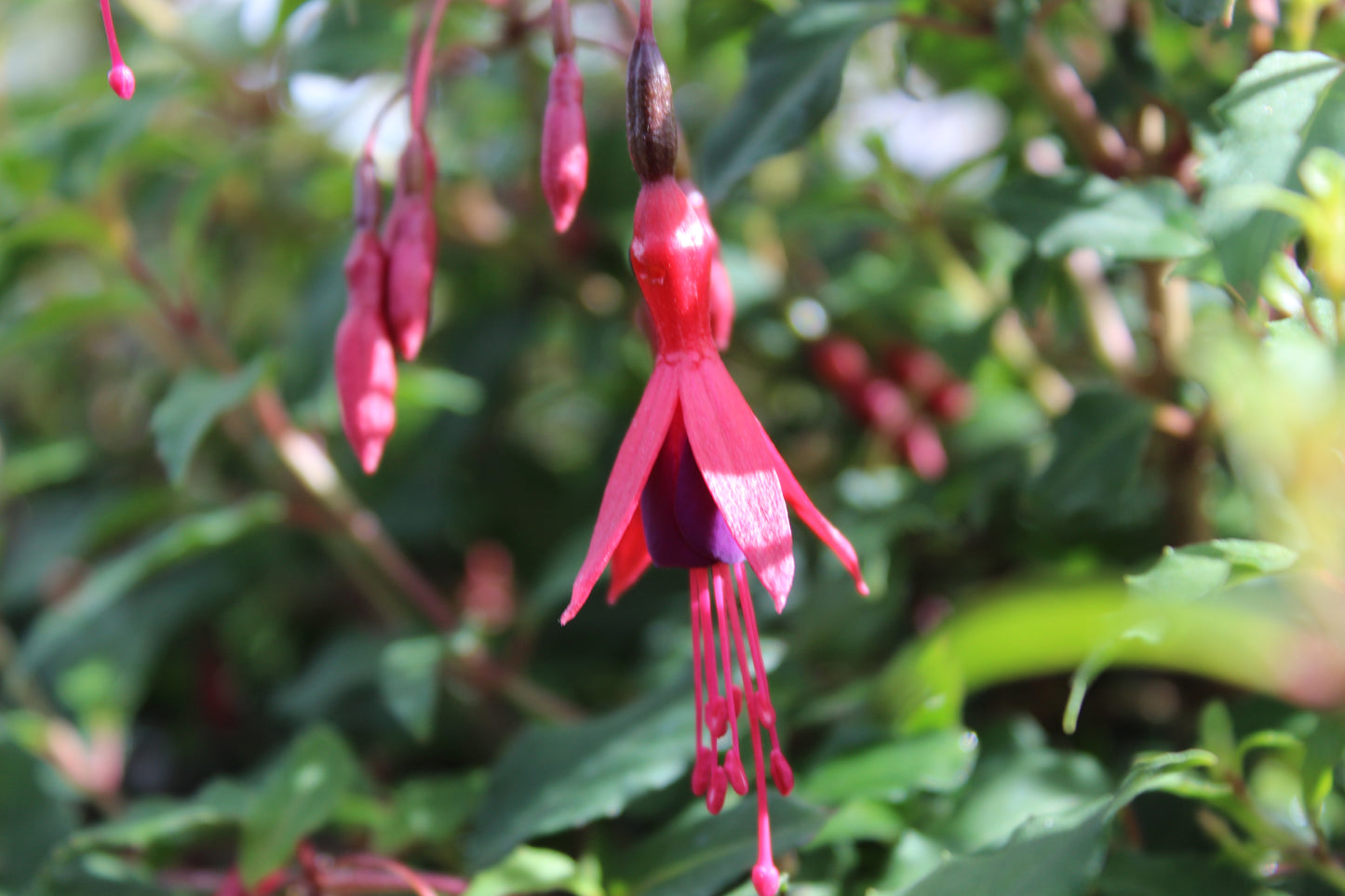 Fuchsia magellanica 3