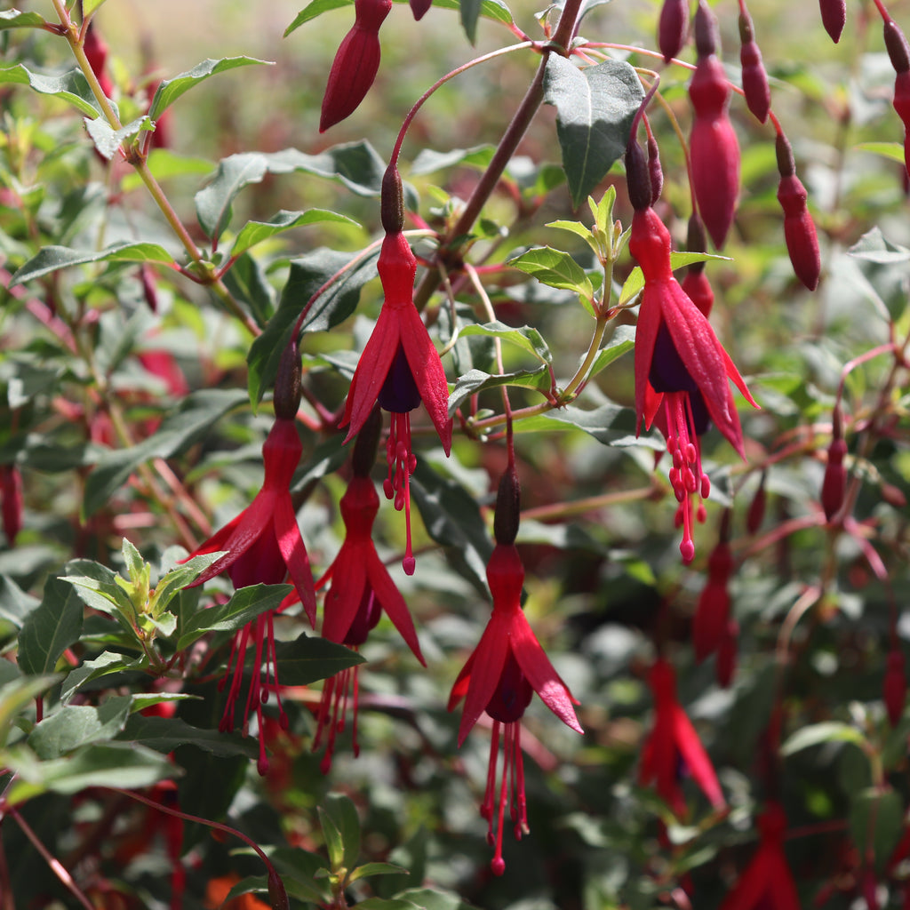 Fuchsia magellanica Image