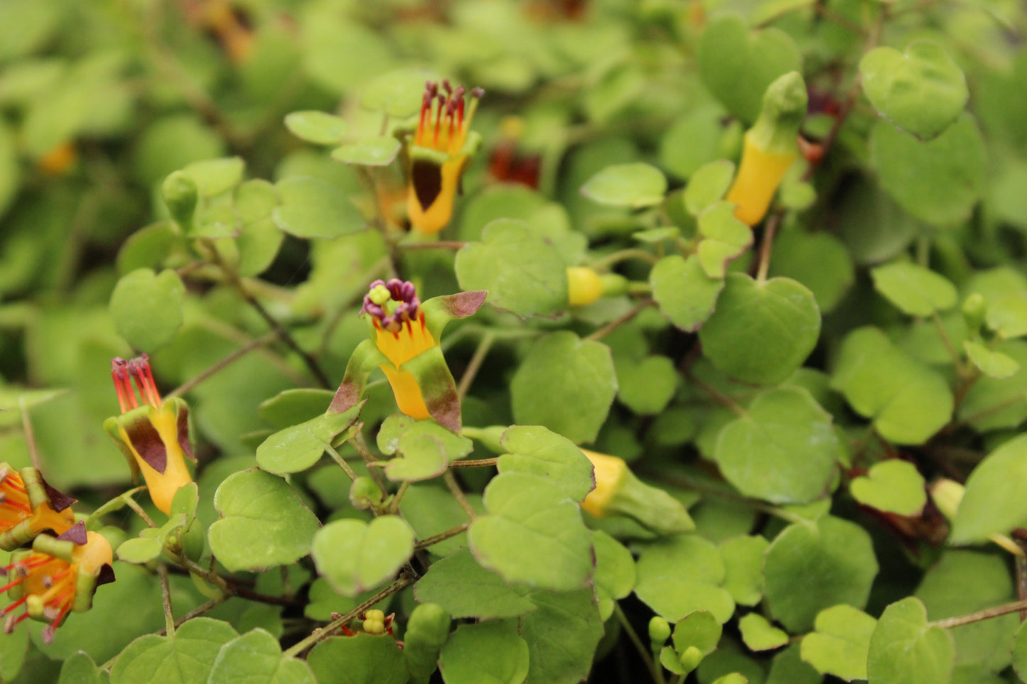 Fuchsia procumbens