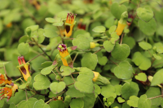 Fuchsia procumbens
