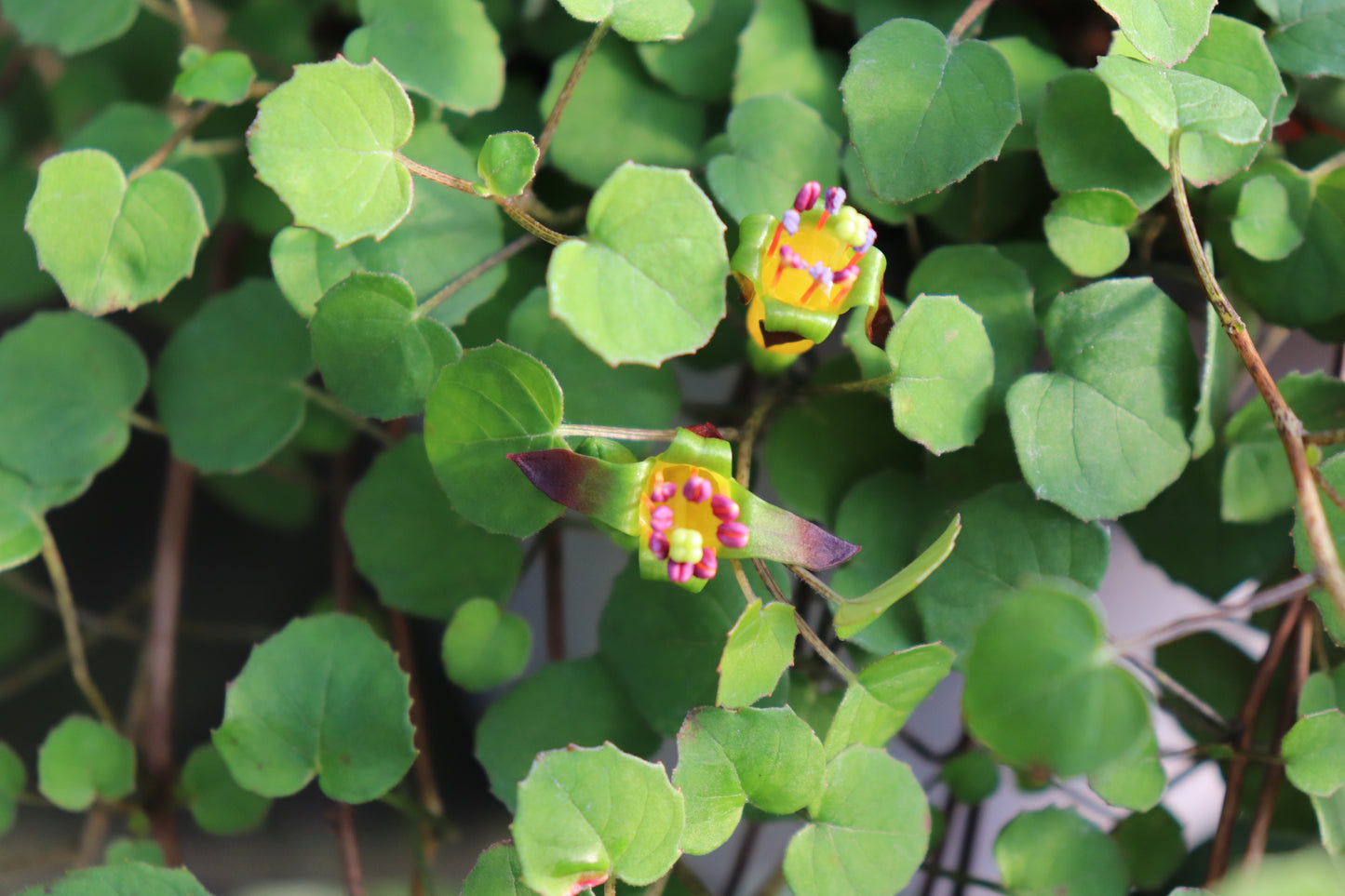 Fuchsia procumbens 2