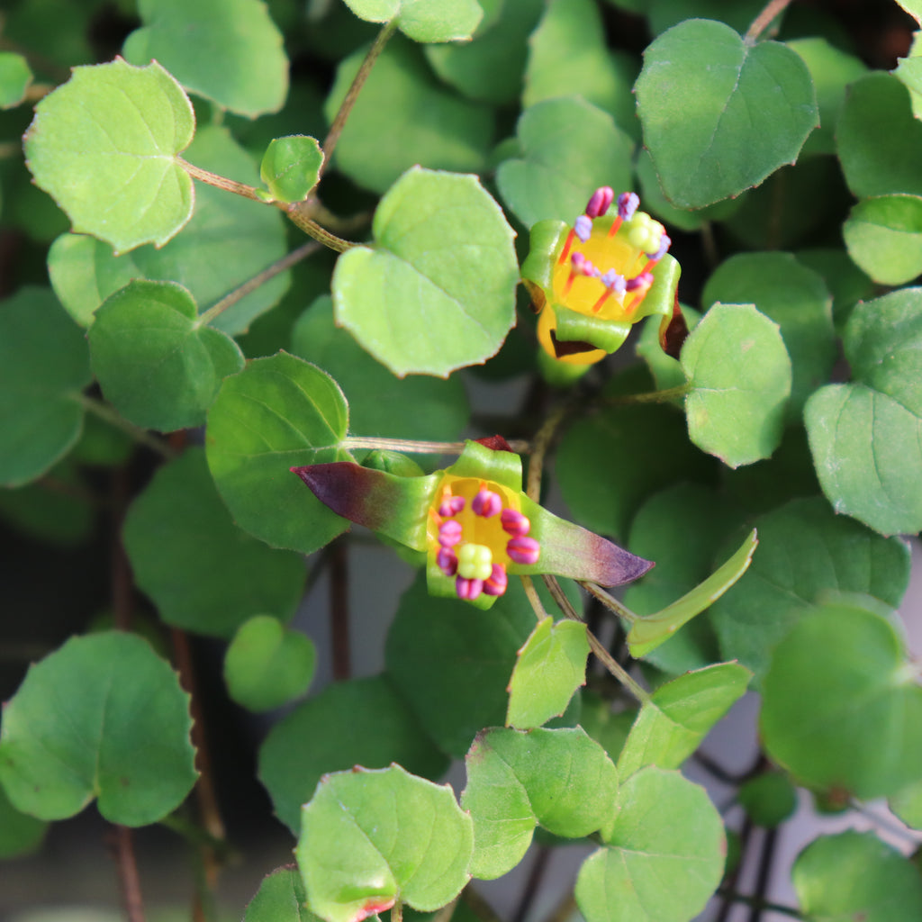 Fuchsia procumbens Image