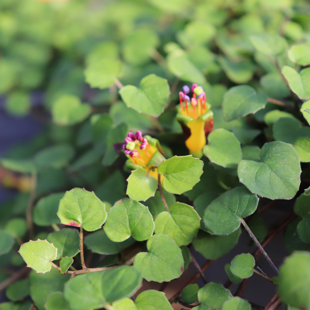 Fuchsia procumbens Image