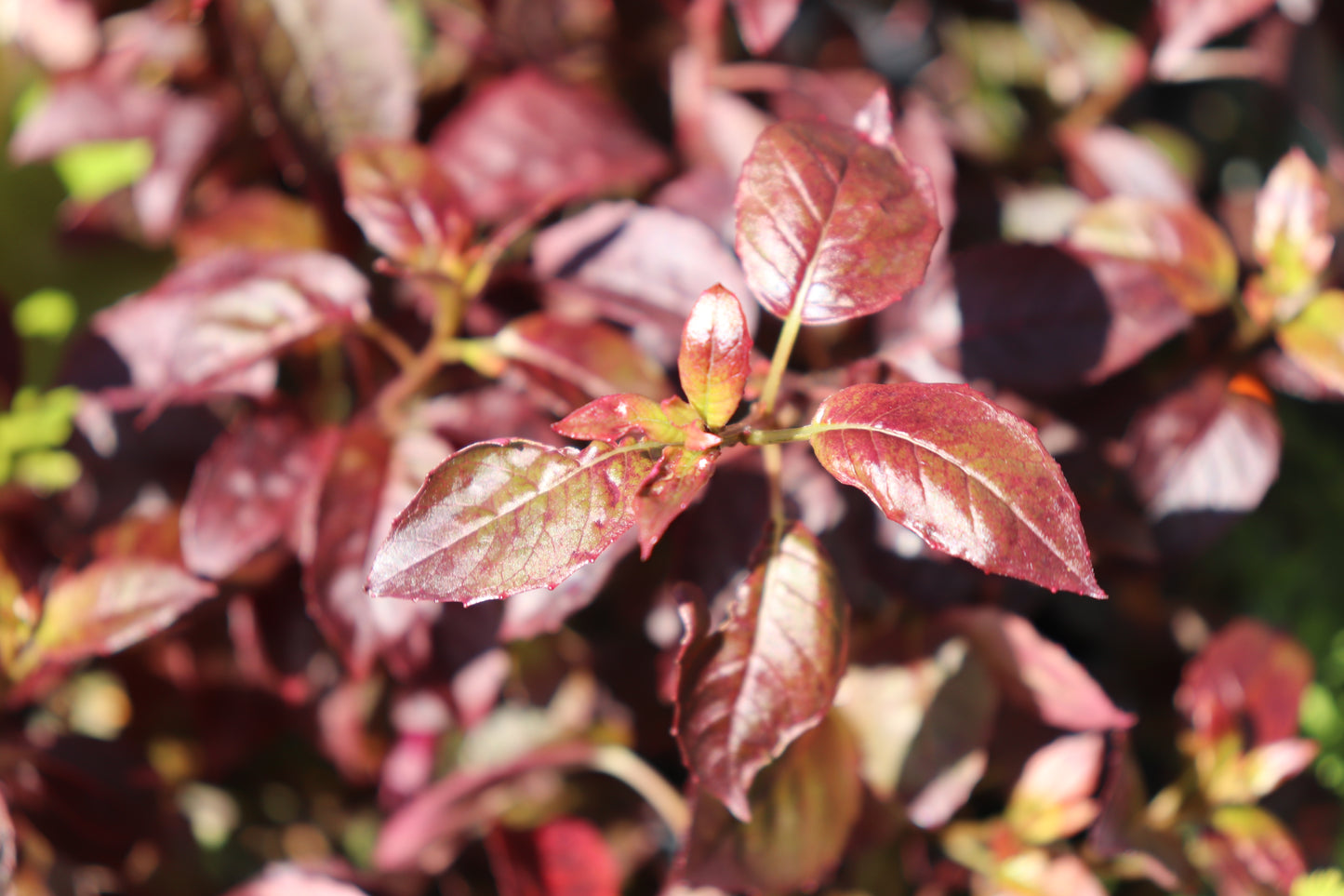 Fuchsia x Colensoi