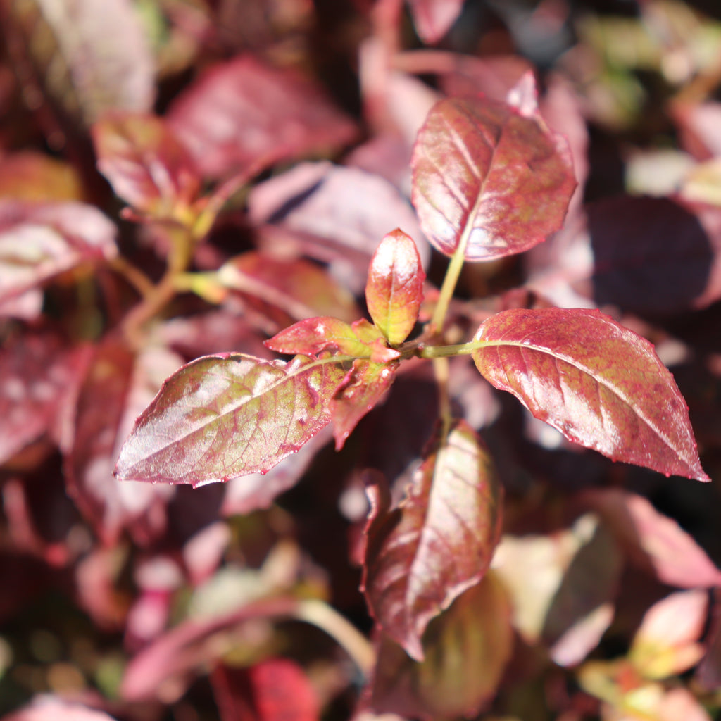 Fuchsia x Colensoi Image
