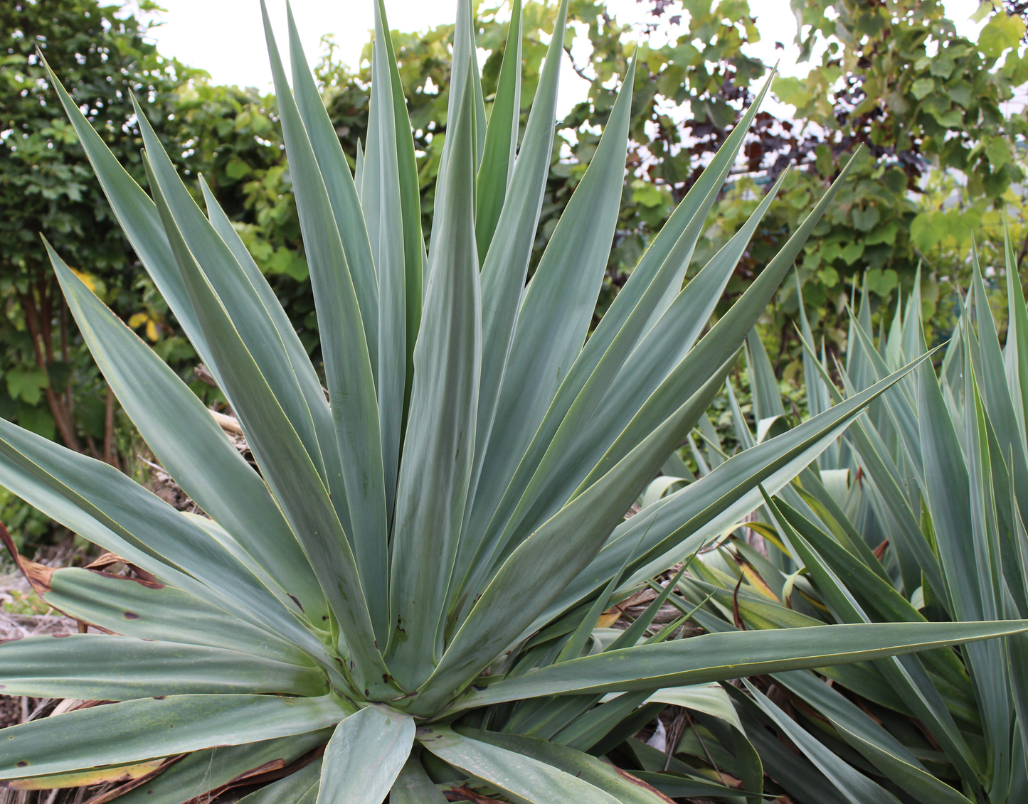 Furcraea quicheensis