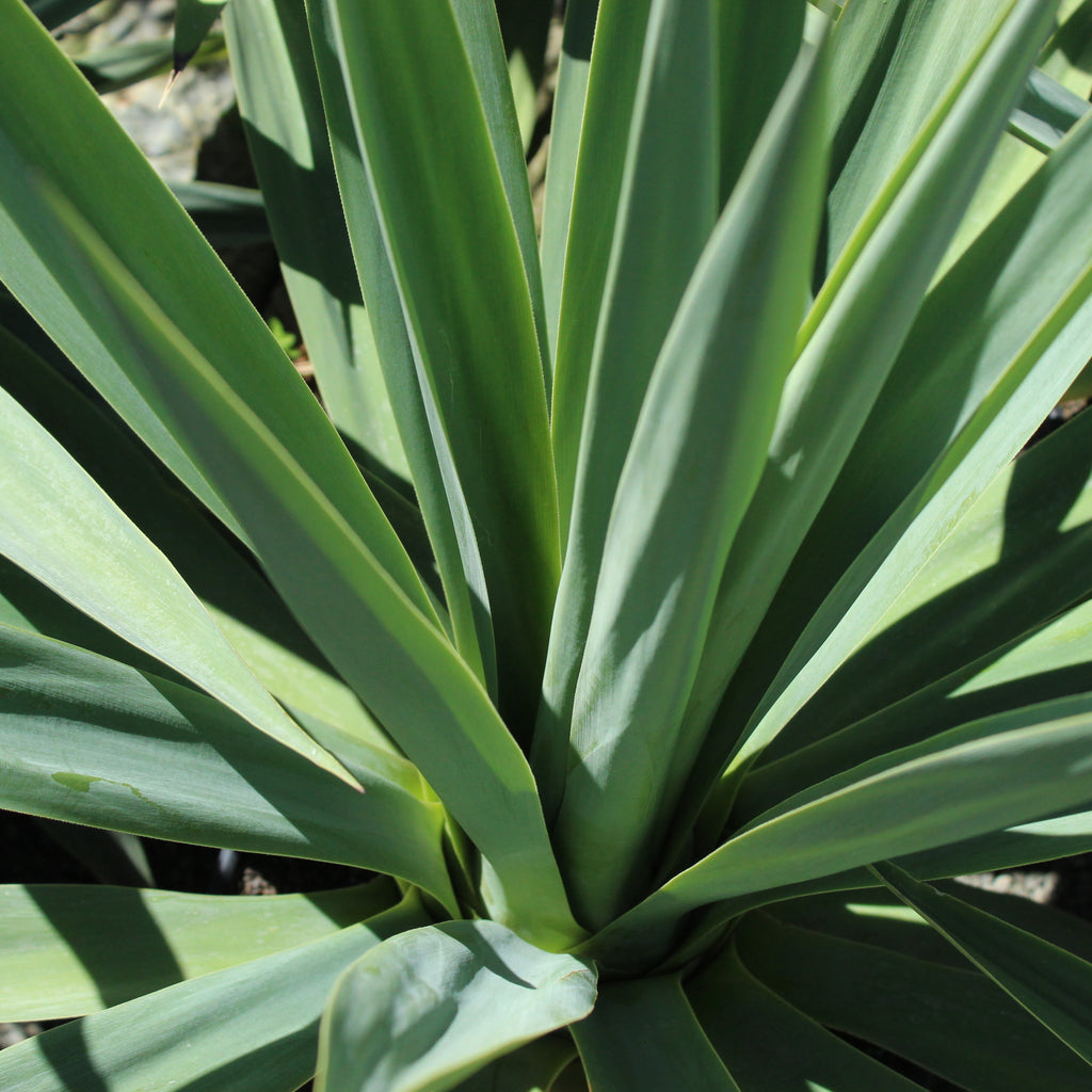 Furcraea quicheensis Image