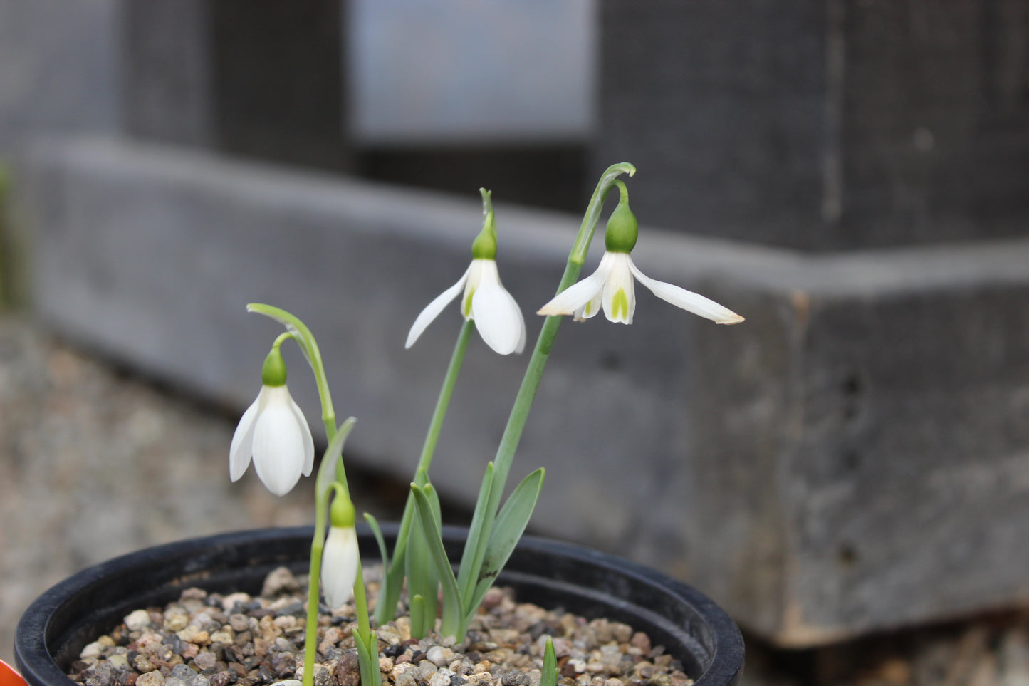 Galanthus Earliest Of All