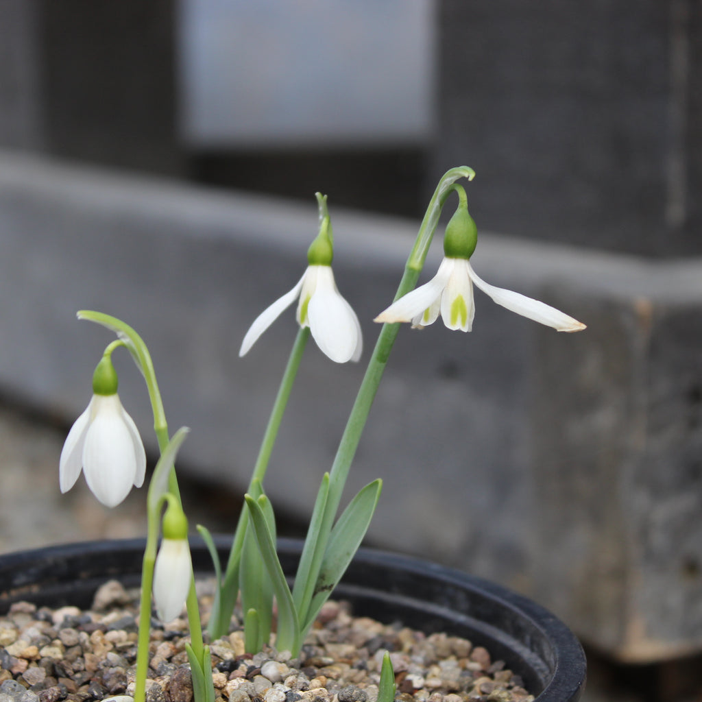 Galanthus Earliest Of All Image