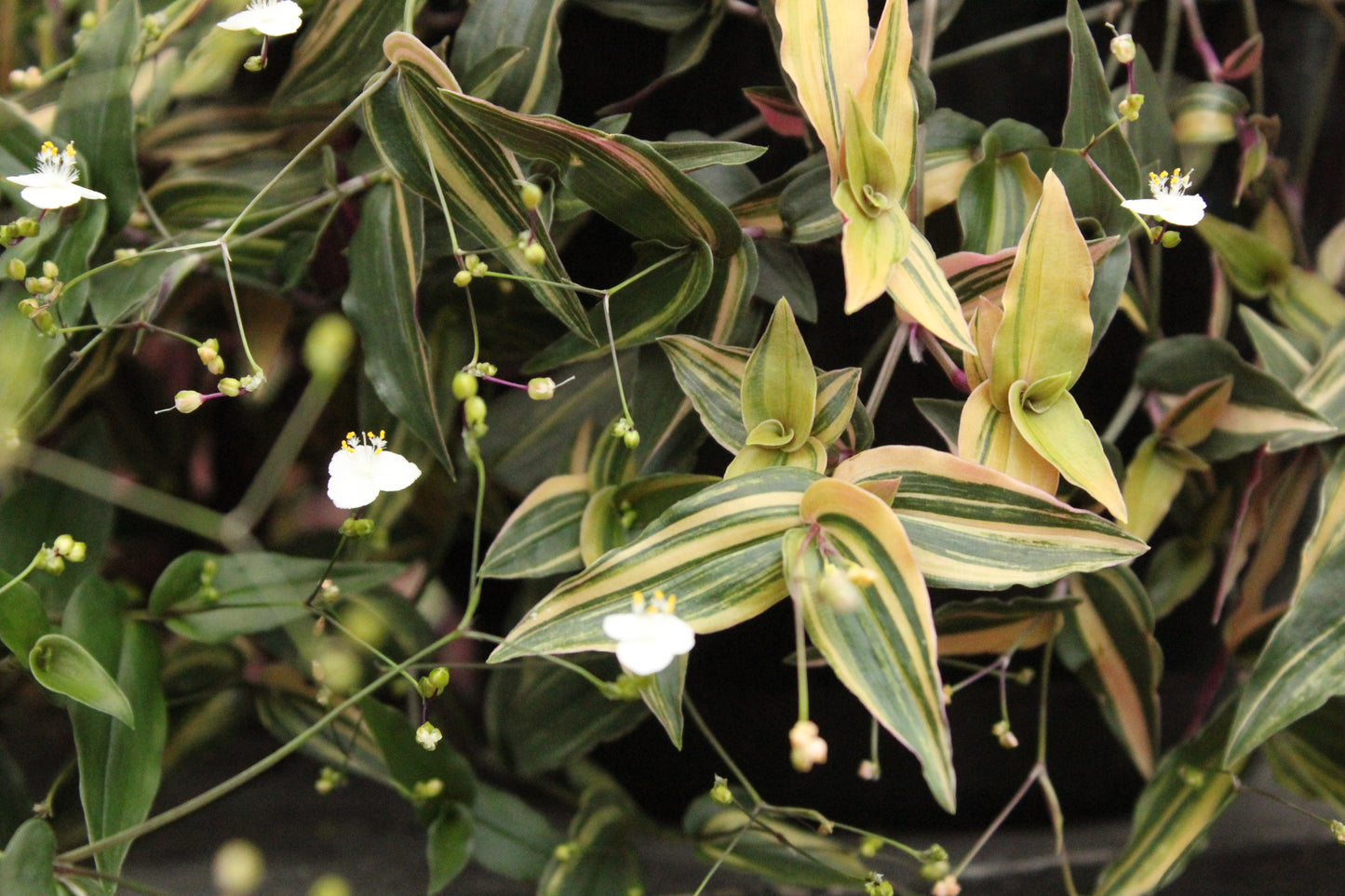 Gibasis geniculata Tricolour