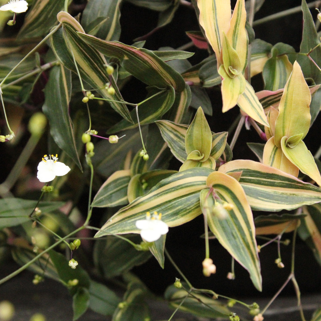 Gibasis geniculata Tricolour Image