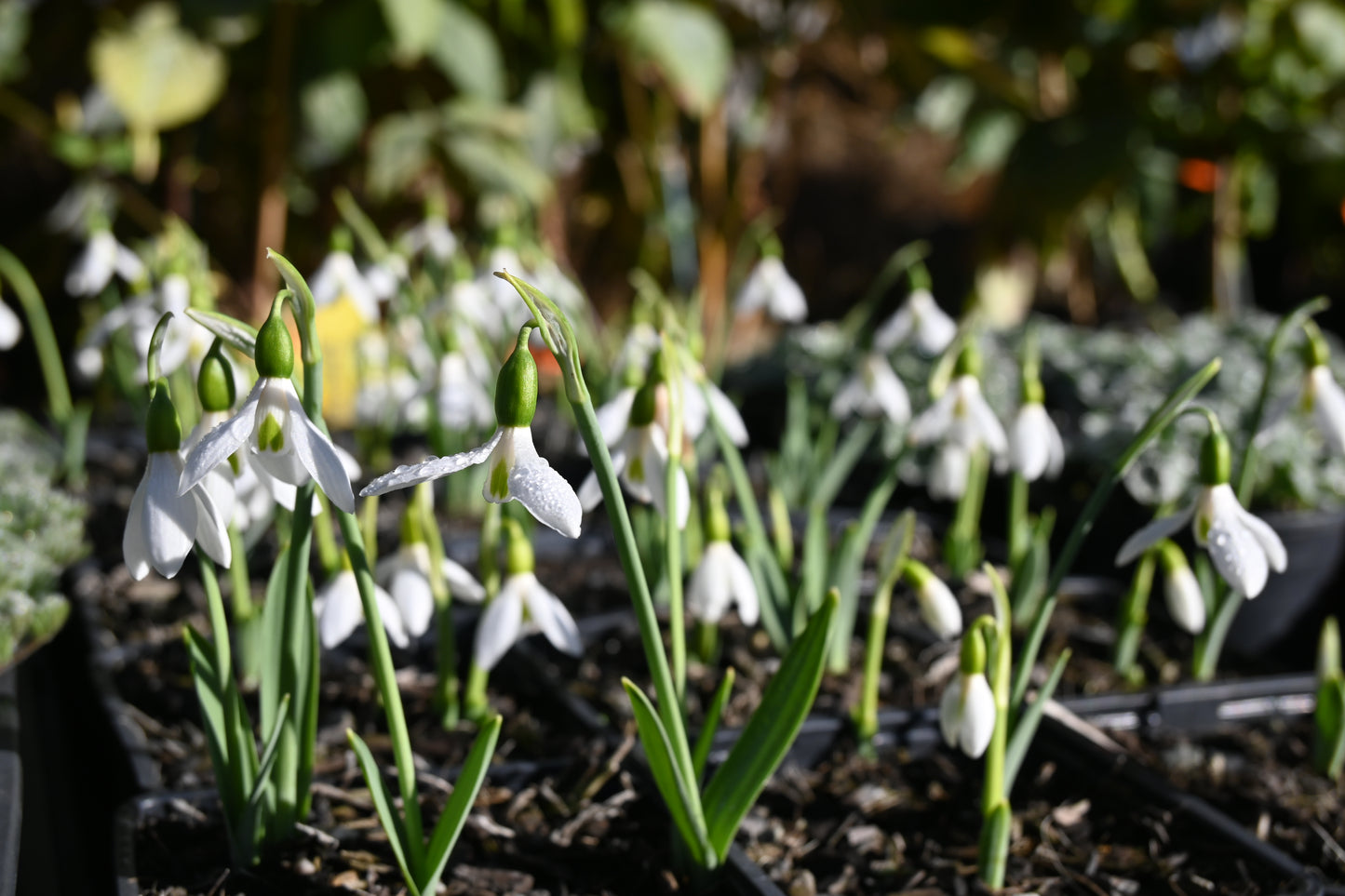 Galanthus Earliest Of All