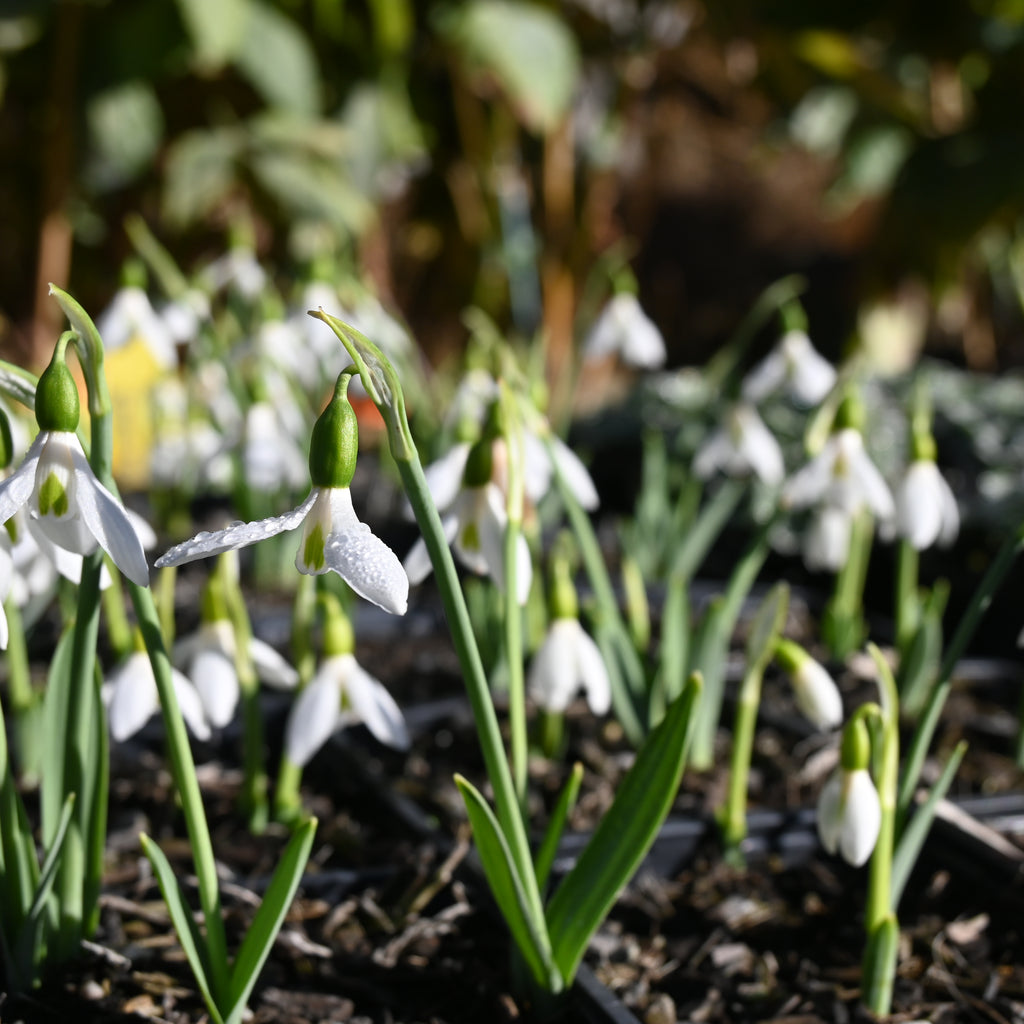 Galanthus Earliest Of All Image