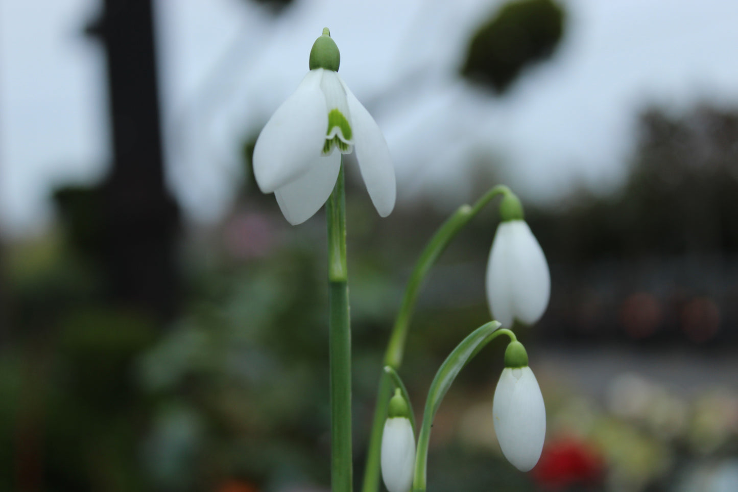 Galanthus Sam Arnott