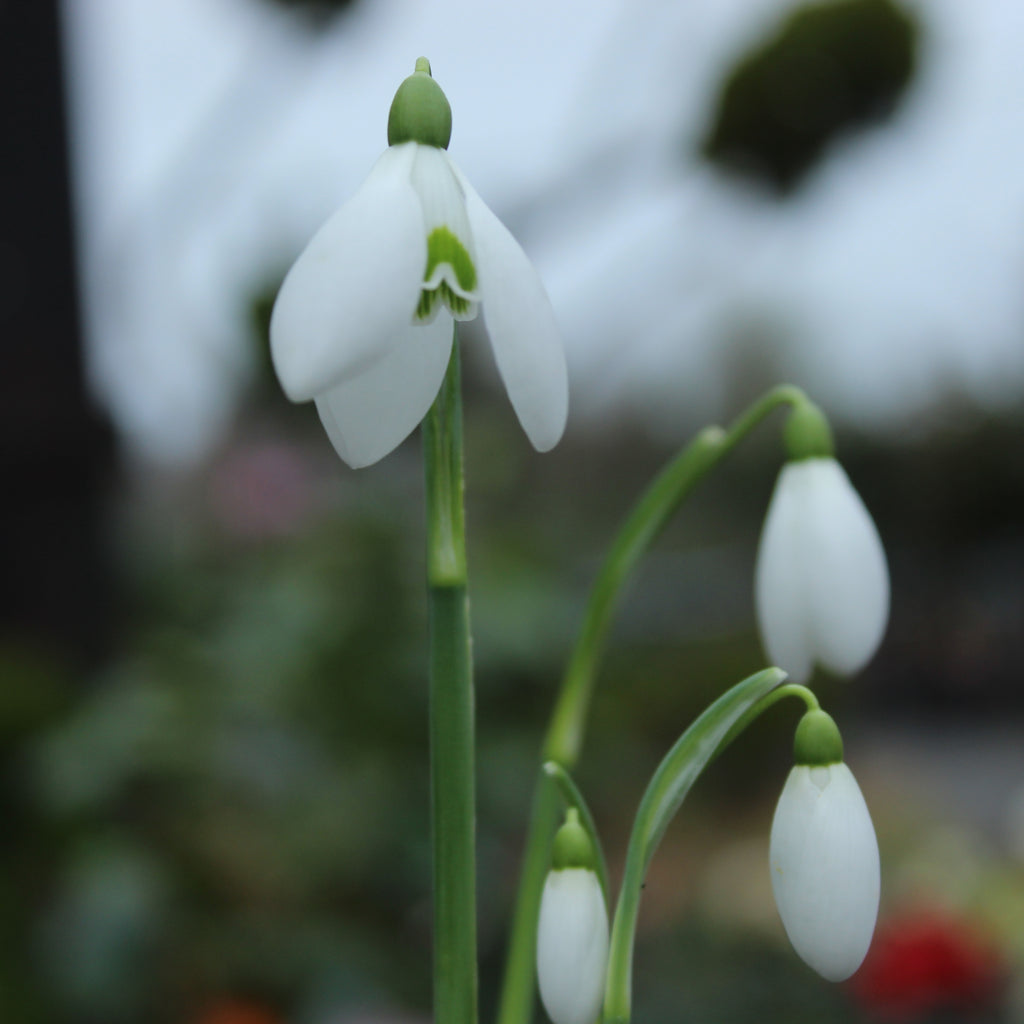 Galanthus Sam Arnott Image