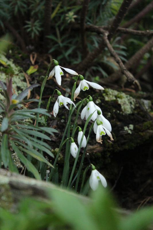 Galanthus Sam Arnott 2