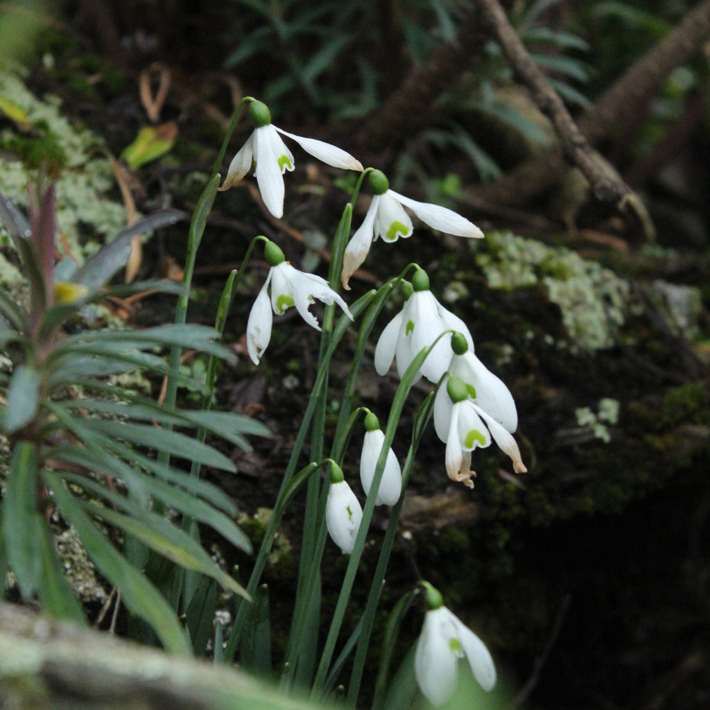 Galanthus Sam Arnott Image