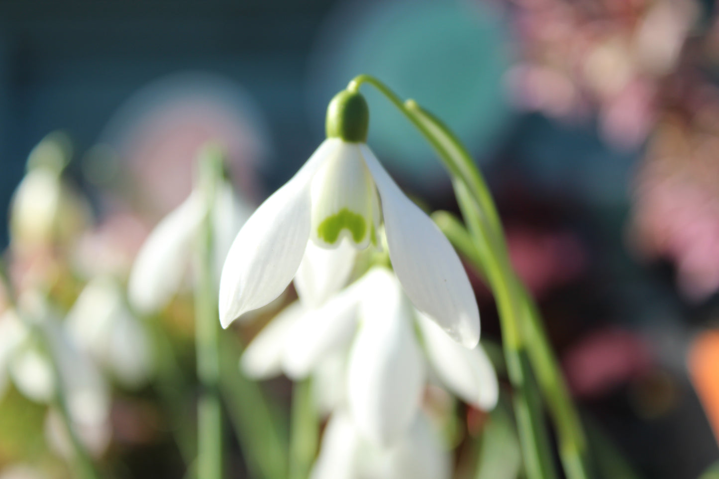 Galanthus Sam Arnott 3