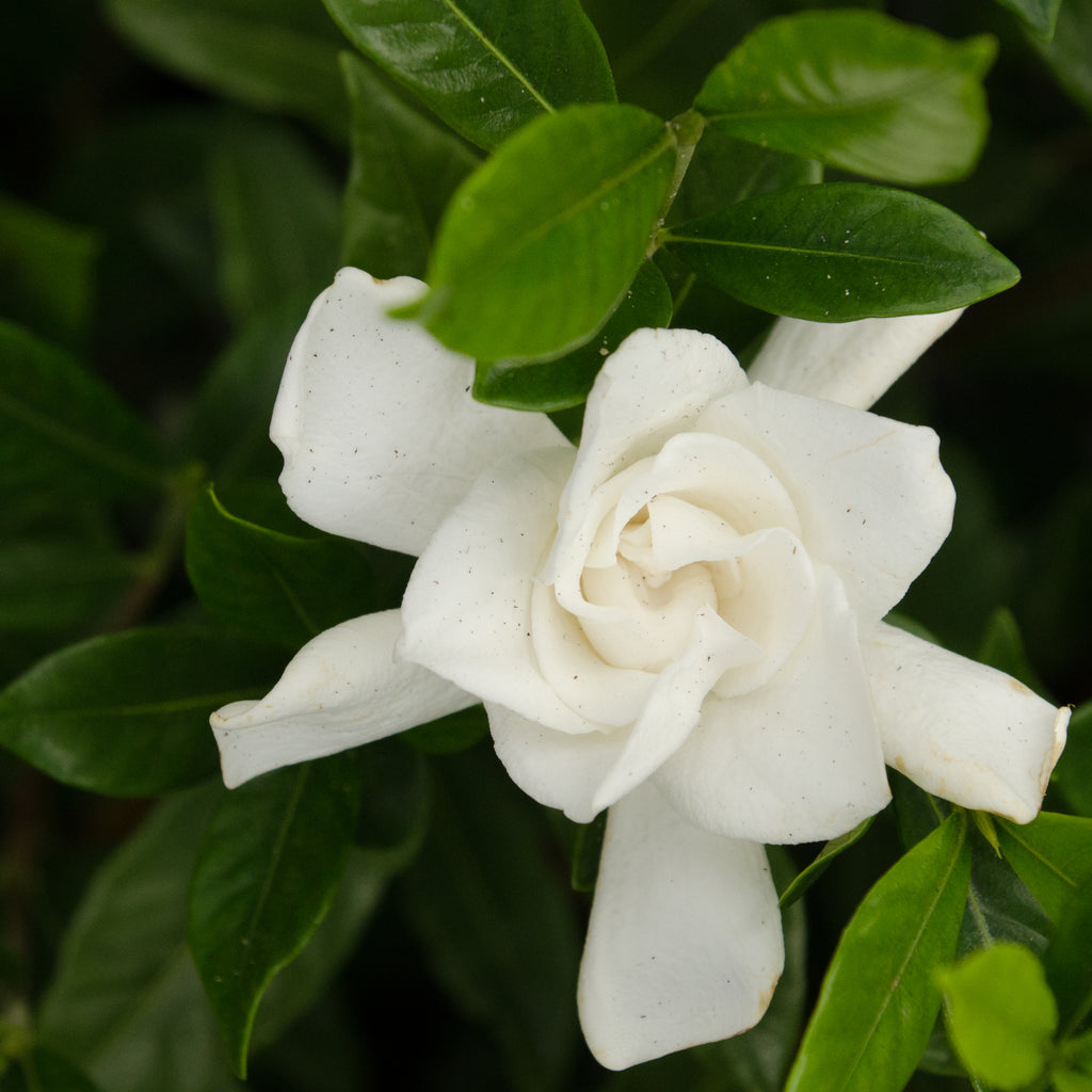 Gardenia Frost Proof Image