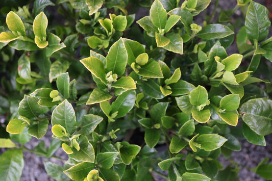 Gardenia Grif's Select