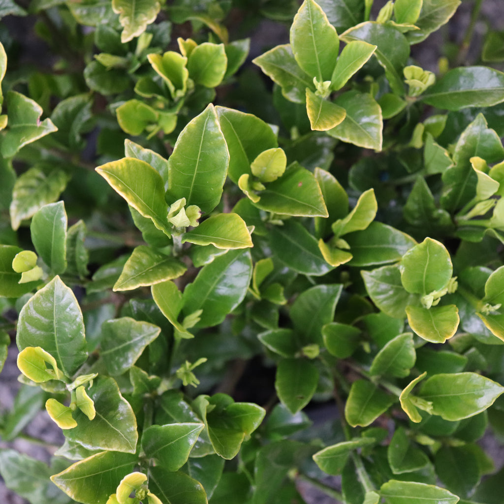 Gardenia Grif's Select Image