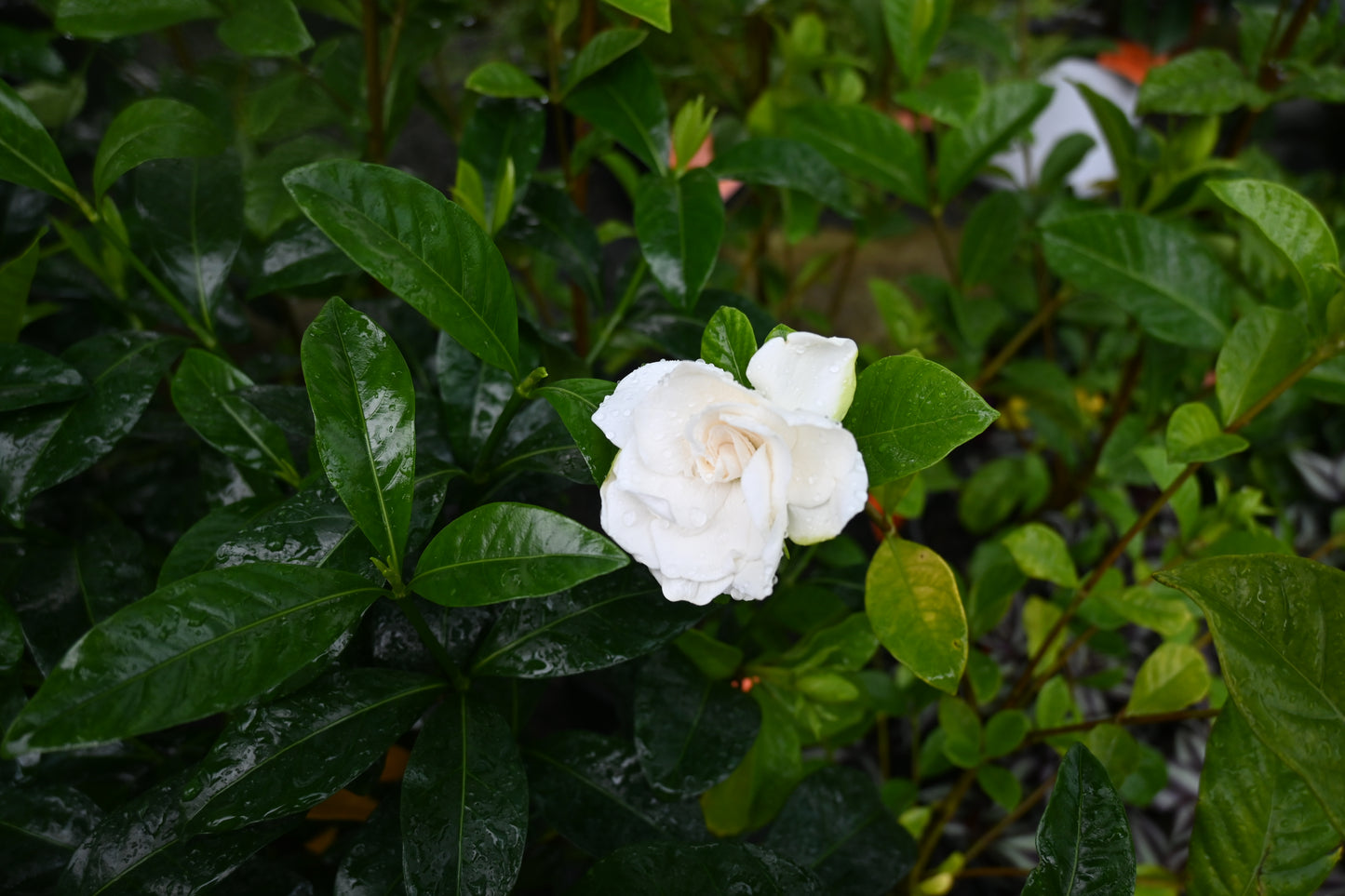 Gardenia Professor Pucci