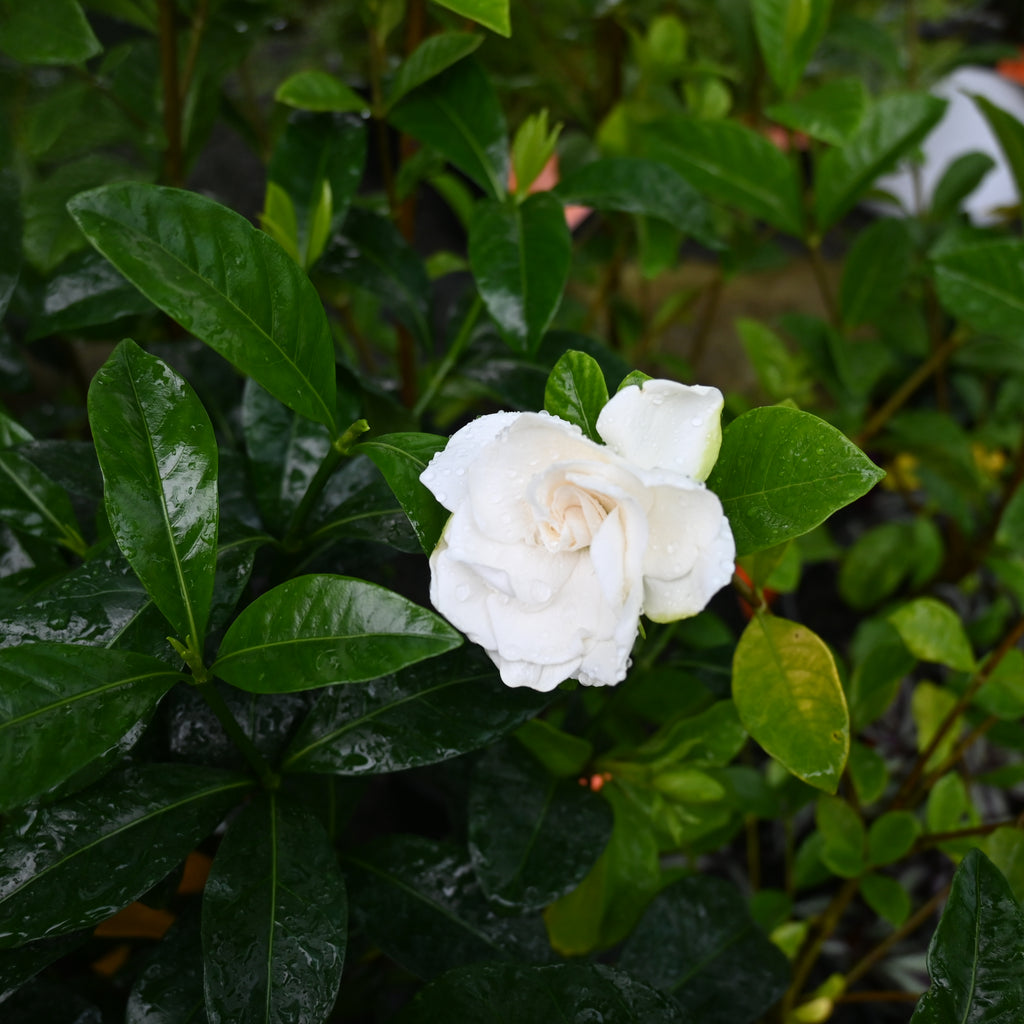 Gardenia Professor Pucci Image