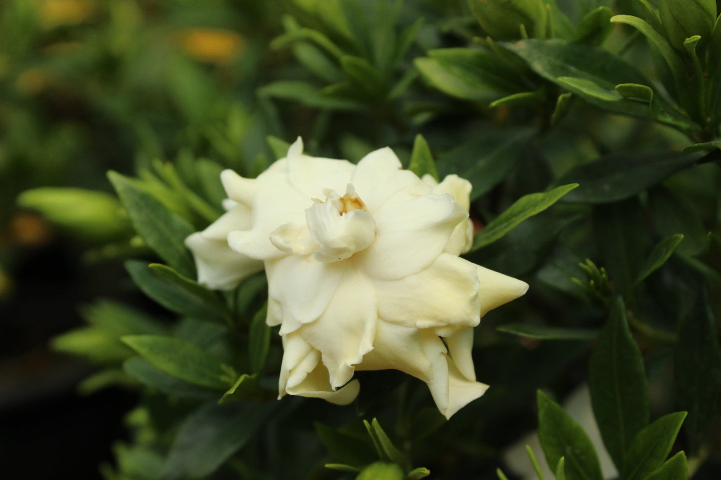 Gardenia radicans