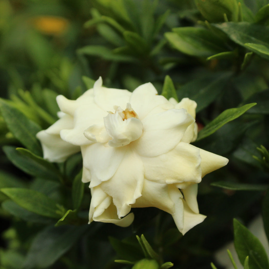 Gardenia radicans Image