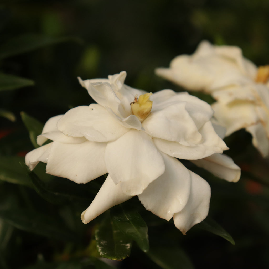 Gardenia radicans Image