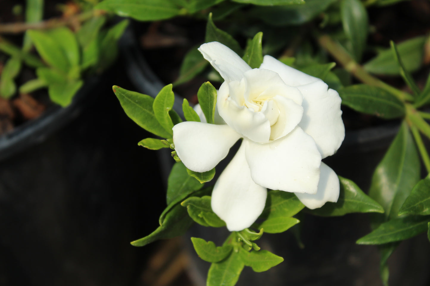 Gardenia radicans 3