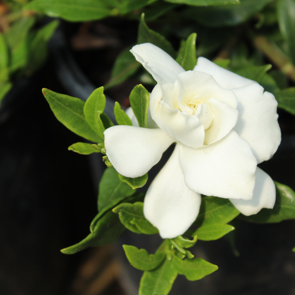 Gardenia radicans Image