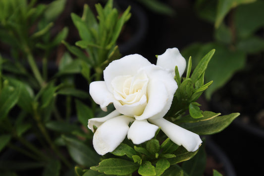 Gardenia radicans 4