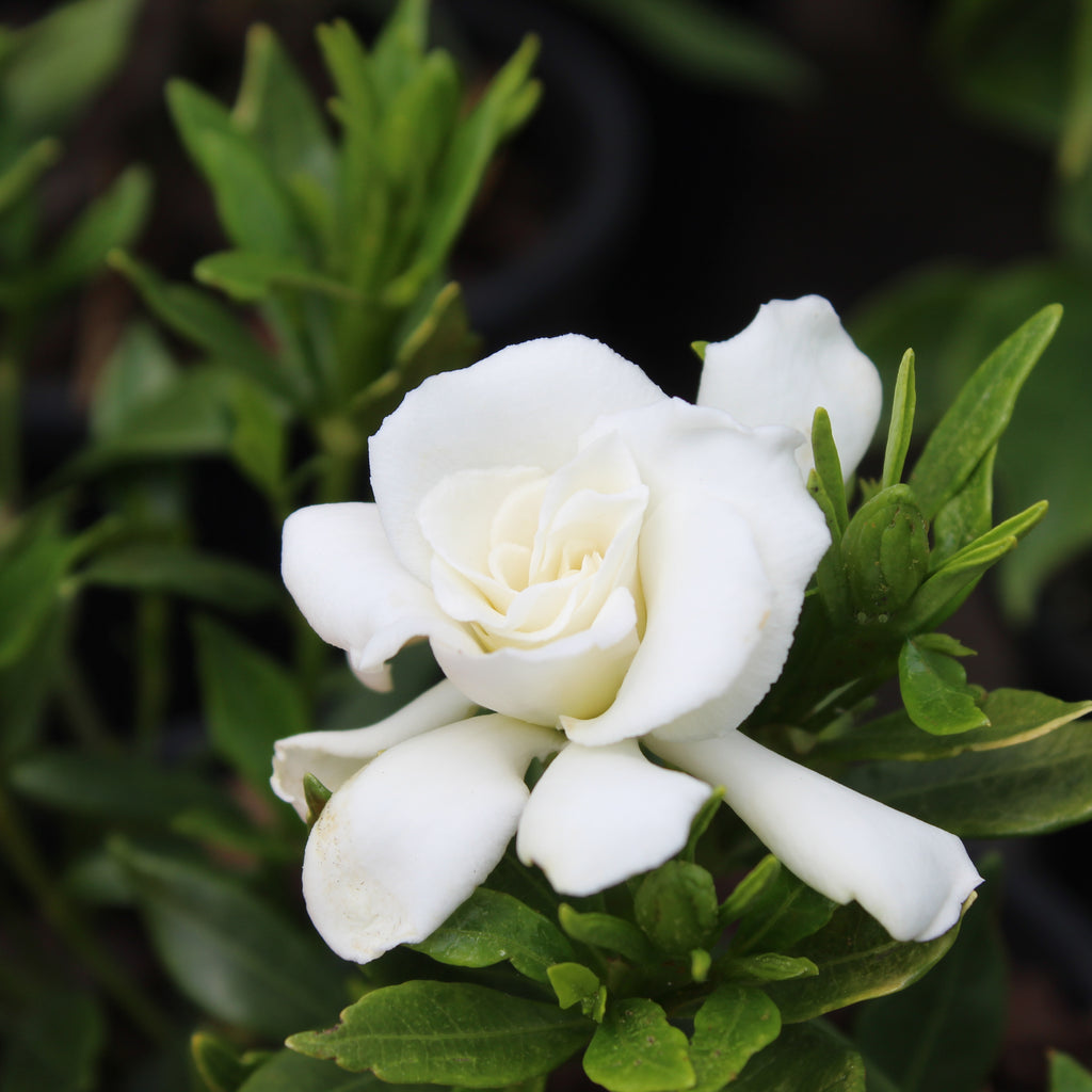 Gardenia radicans Image