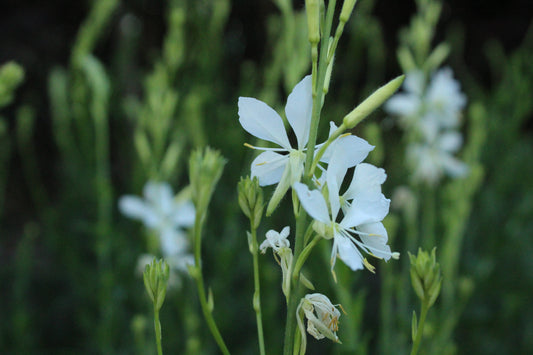 Gaura l. Cool Breeze