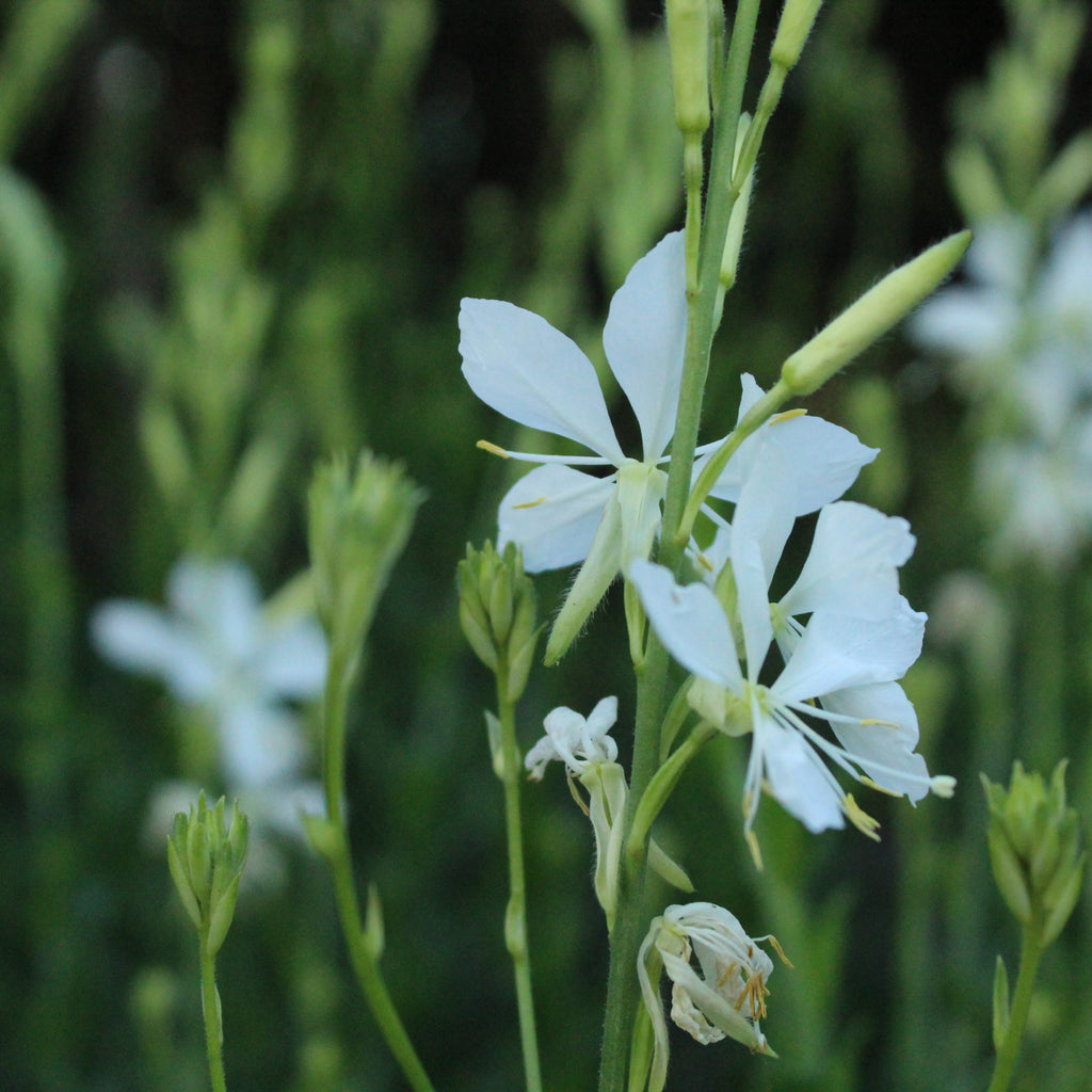 Gaura lindheimeri Cool Breeze Image