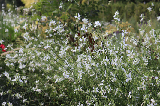 Gaura lindheimeri Cool Breeze 2