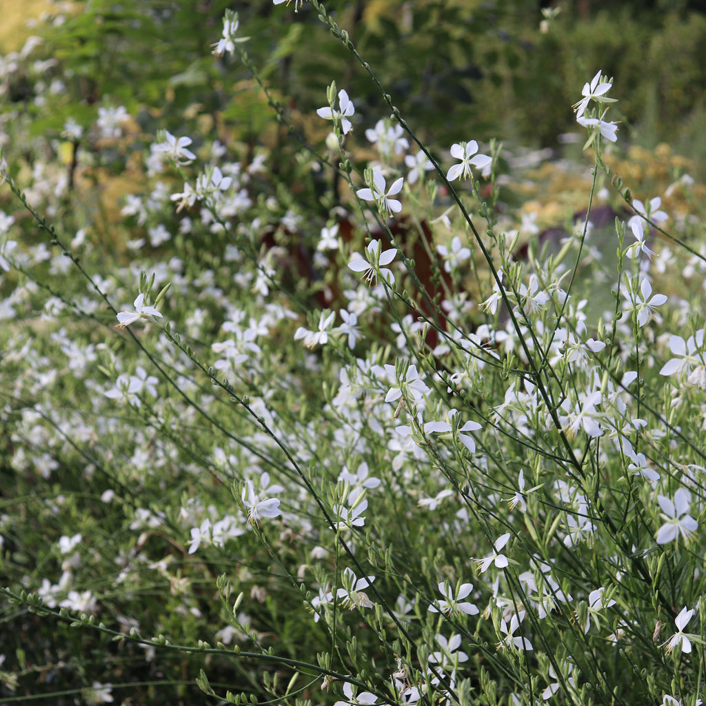 Gaura lindheimeri Cool Breeze Image