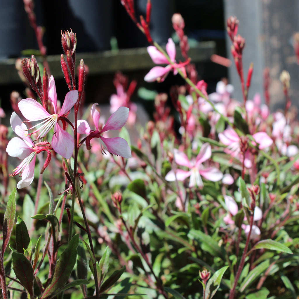 Gaura lindheimeri Rose Image