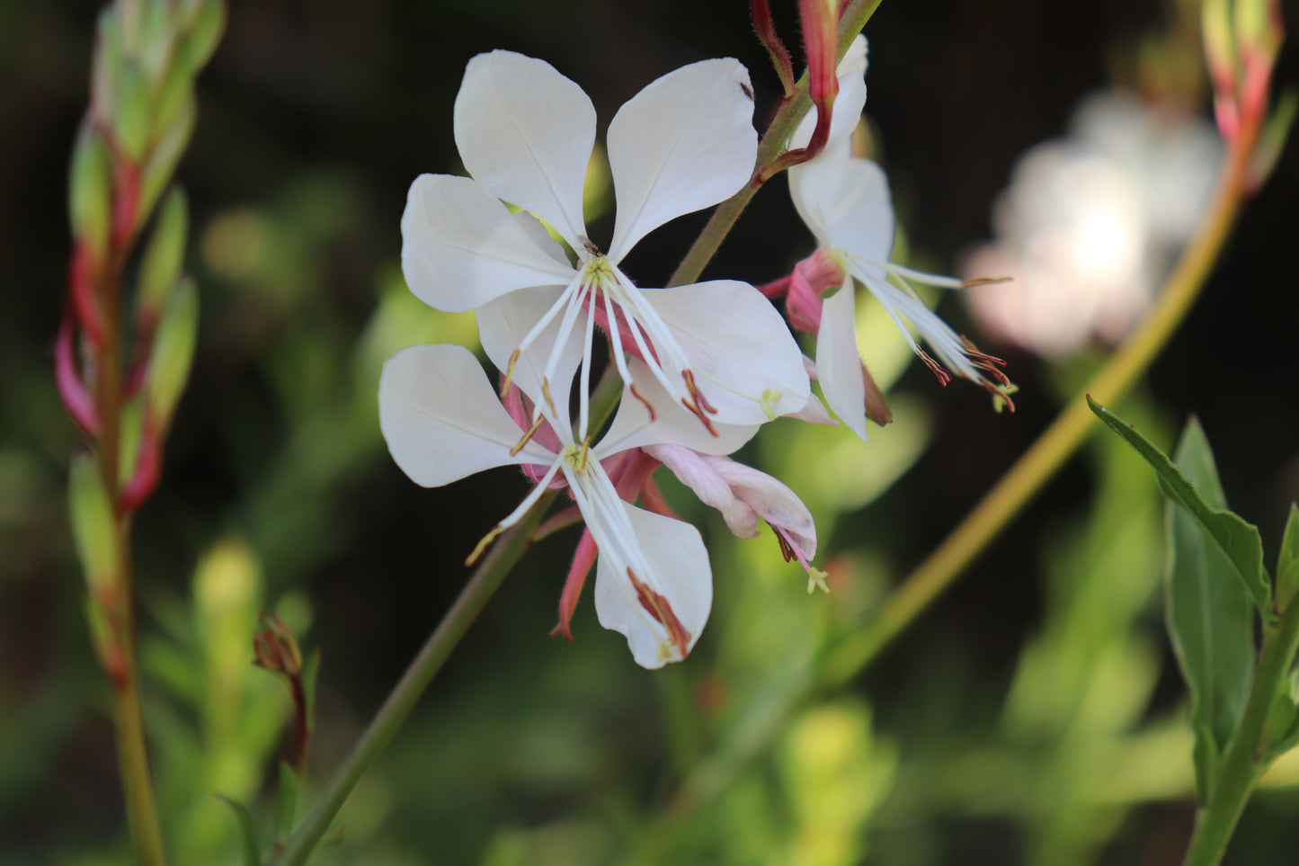 Gaura lindheimeri Whirling Butterflies