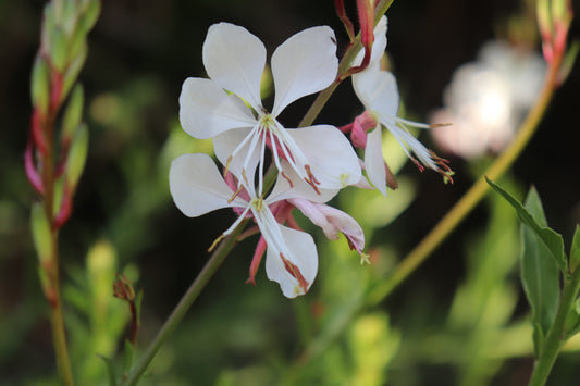 Gaura lindheimeri Whirling Butterflies