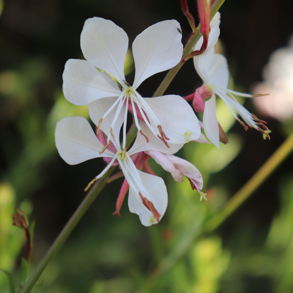 Gaura lindheimeri Whirling Butterflies Image
