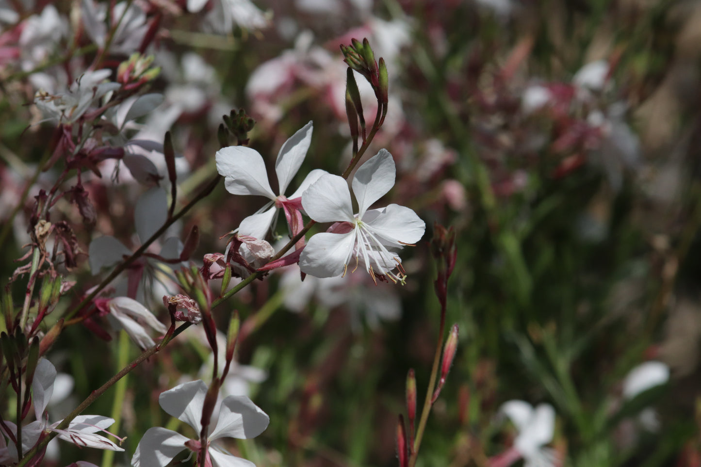 Gaura lindheimeri Whirling Butterflies 2