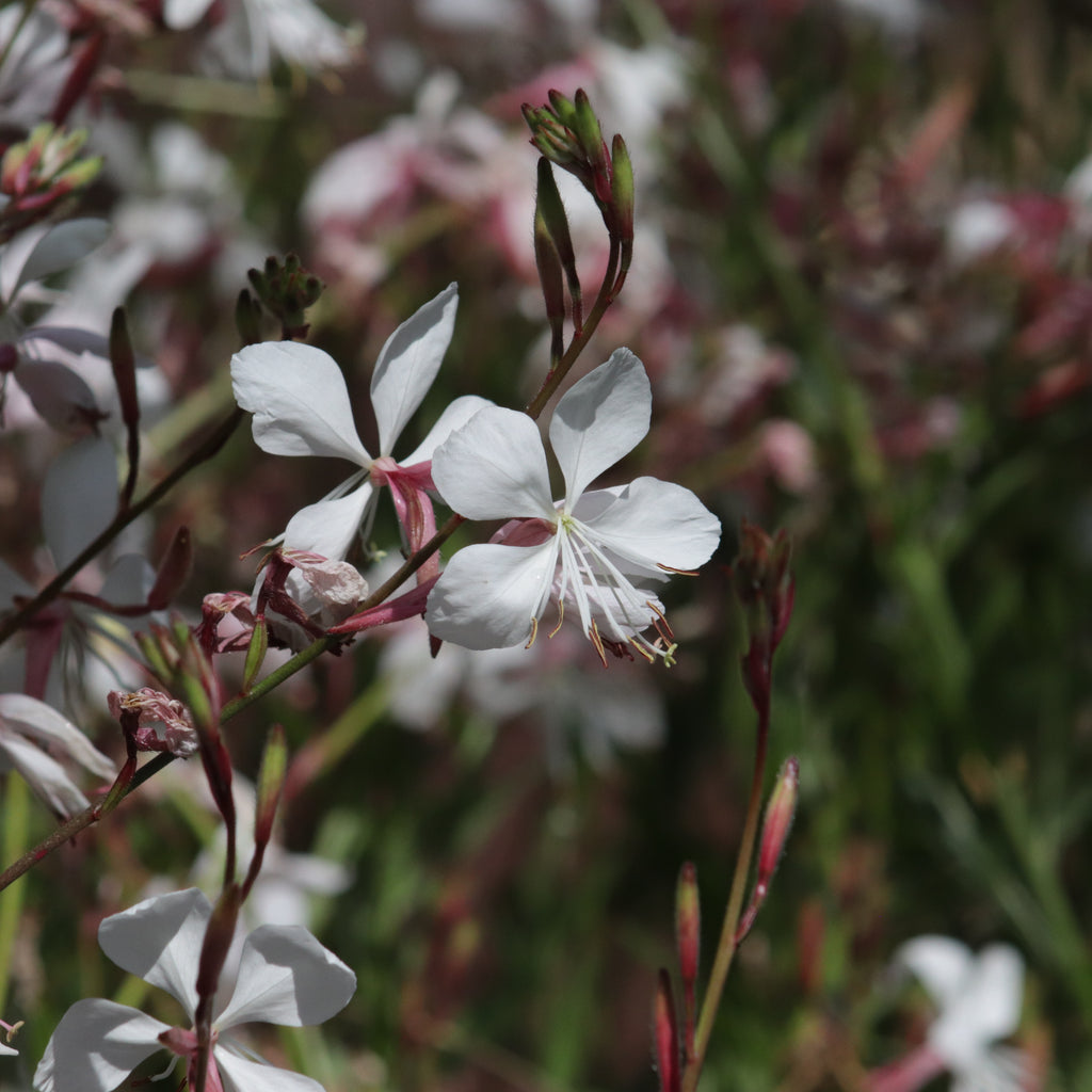 Gaura lindheimeri Whirling Butterflies Image