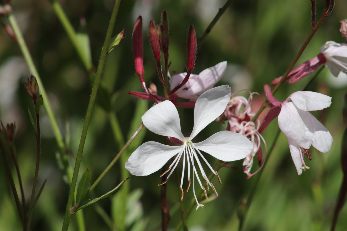 Gaura lindheimeri Whirling Butterflies 3