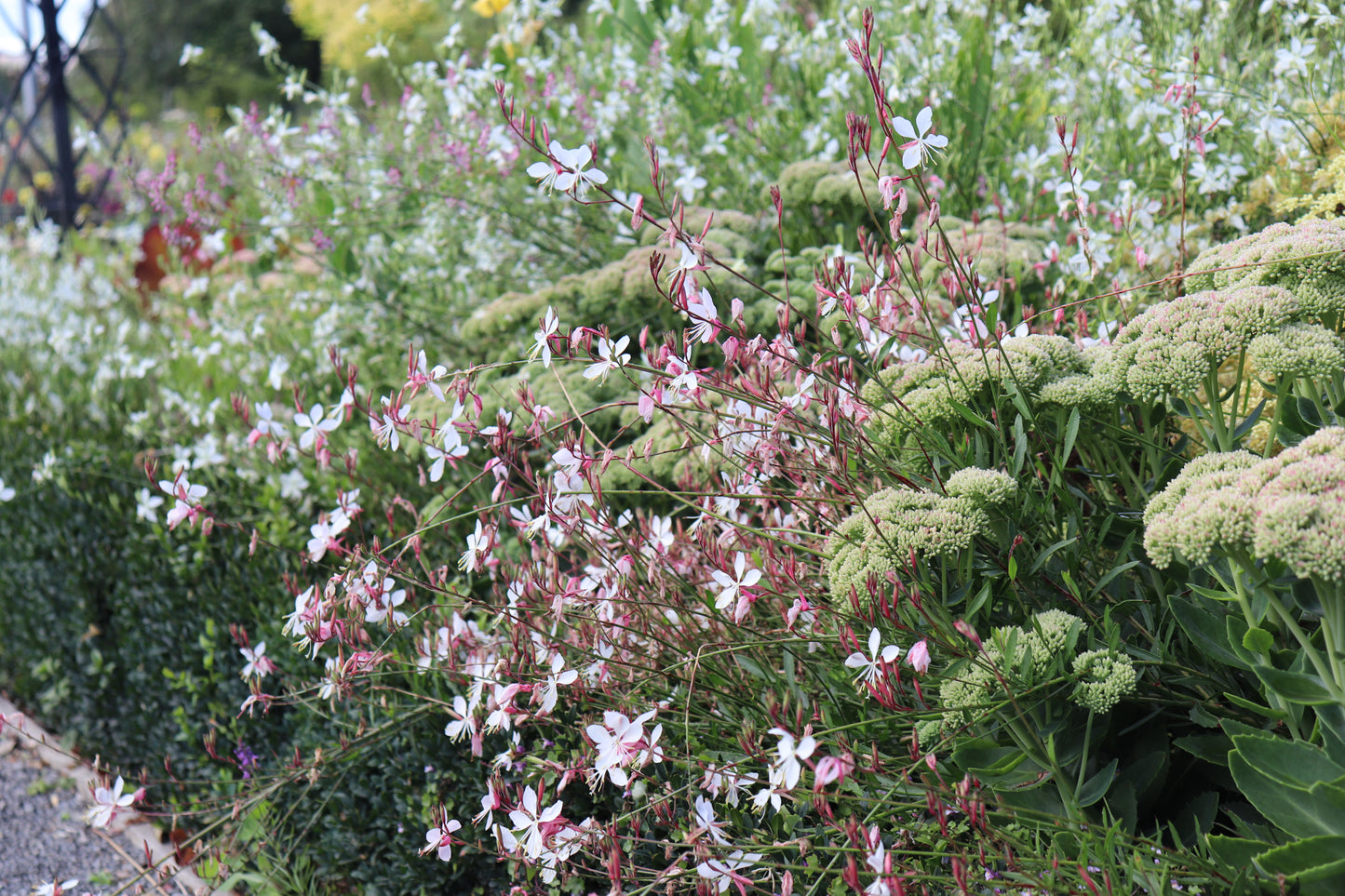 Gaura lindheimeri Whirling Butterflies 4
