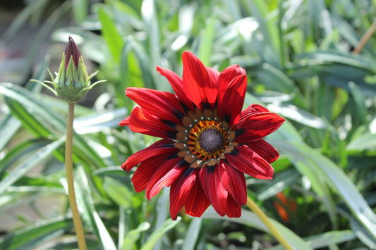 Gazania Takatu Red