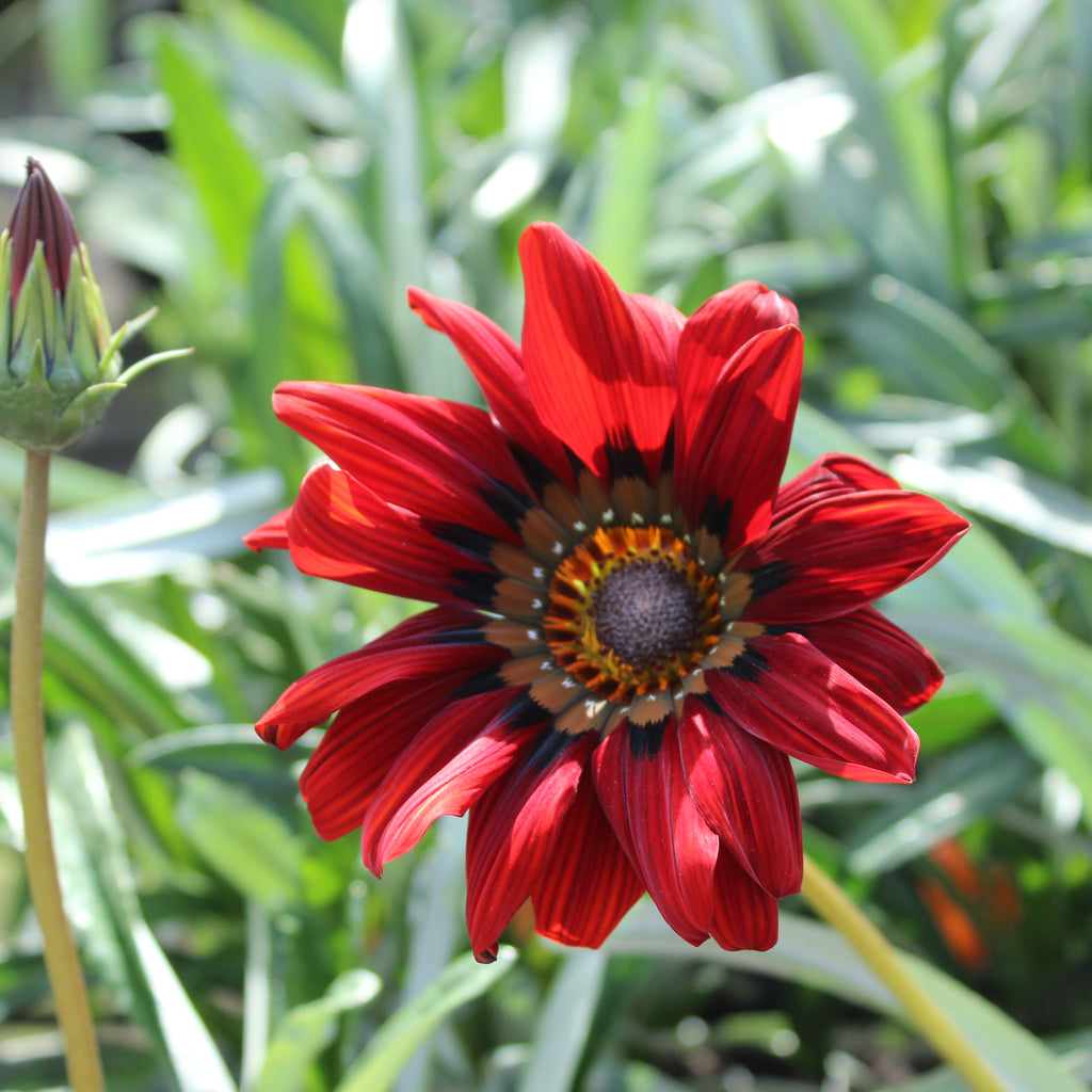 Gazania Takatu Red Image